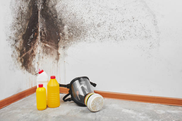 Professional Mold Removal in Lake Shastina, CA