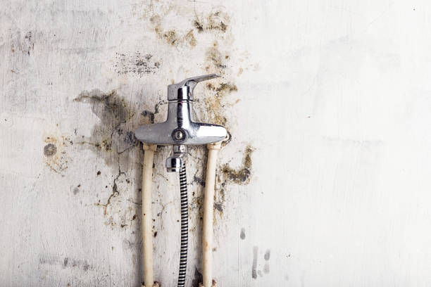 Best Home Mold Removal  in Lake Shastina, CA