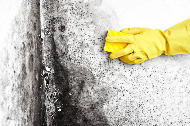 Best Black Mold Removal  in Lake Shastina, CA