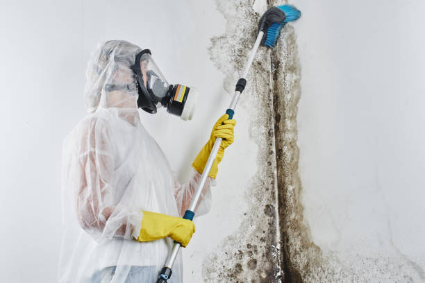 Certified Mold Removal in Lake Shastina, CA
