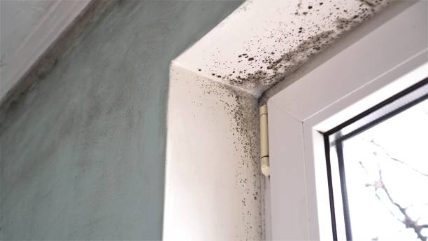 Best Mold Cleaning Services  in Lake Shastina, CA
