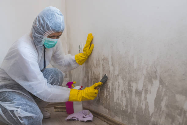 Best Certified Mold Removal  in Lake Shastina, CA