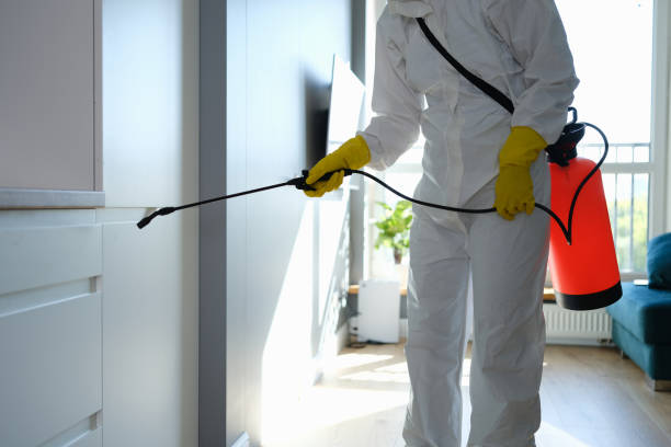 Best Best Mold Removal Companies  in Lake Shastina, CA