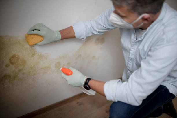 Best Crawl Space Mold Removal  in Lake Shastina, CA