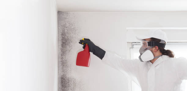 Best Same-Day Mold Removal  in Lake Shastina, CA