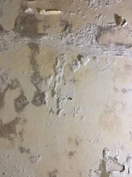 Best Black Mold Removal  in Lake Shastina, CA