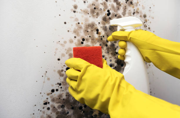 Best Home Mold Removal  in Lake Shastina, CA