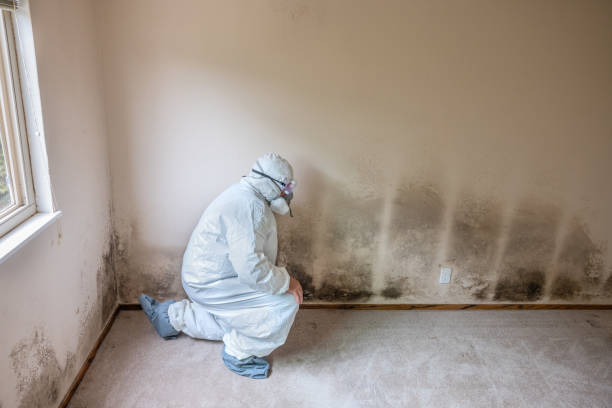 Best Mold Damage Repair  in Lake Shastina, CA