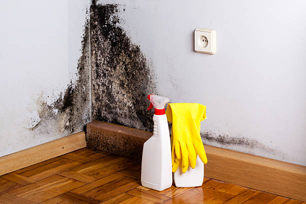 Best Mold Removal Specialists  in Lake Shastina, CA